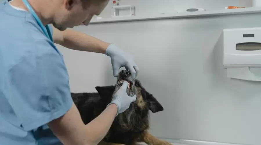 Curso de Medicina Veterinária